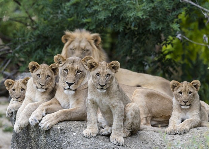 Bild 6 Zoo Zurich Lowenfamilie