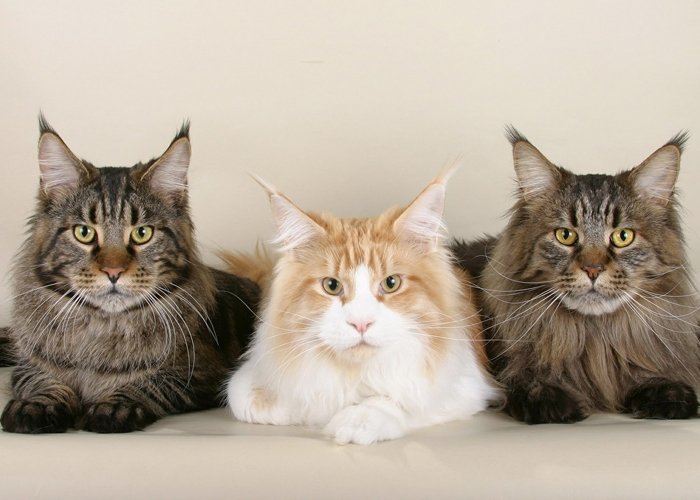 Bild: 6 - Maine Coon Platz 5