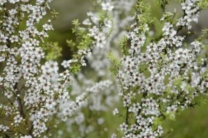 Mit Manuka-Honig durch die Erkältungszeit: Tipps für die ganze Familie