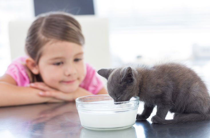 Hund oder Katze Haustier für Kinder