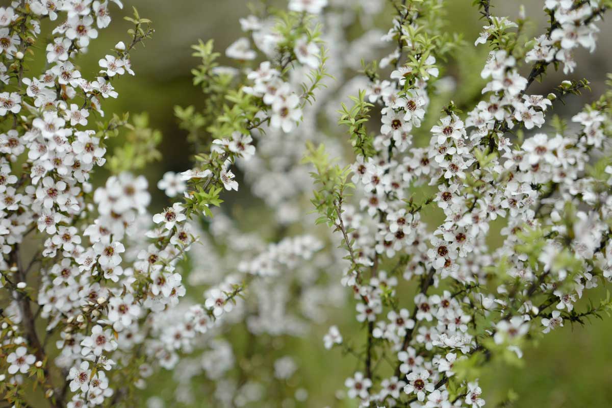 Ein Strauß weisser Manuka-Blüten im Grünen