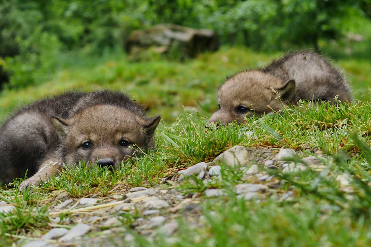 Junge Wölfe im Tierpark Dahlhölzli