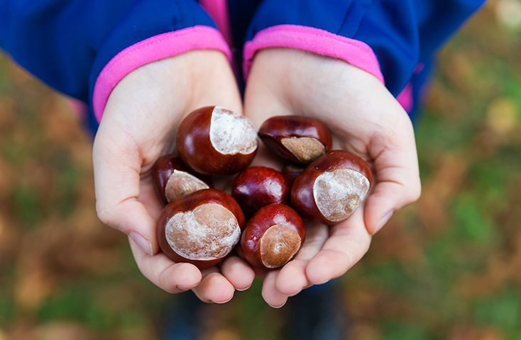 Herbstzeit mit Kindern: Im Kastanienhain Marroni sammeln