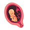 Embryo in der 22. SSW