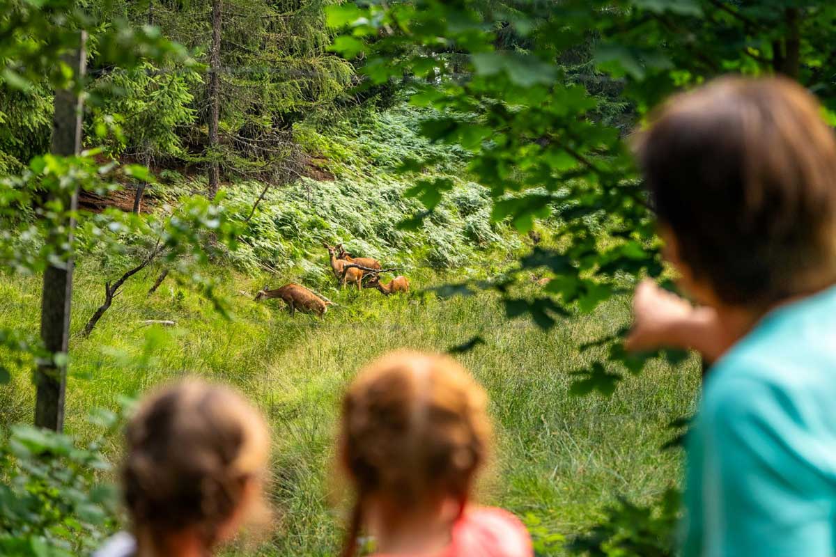 Kinder beobachten Rehe in Wildschönau im Tirol.